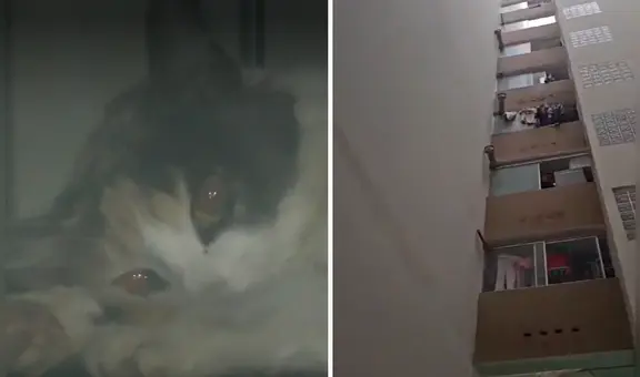 Encuentran a gatita herida: vecinos denuncian que fue lanzada del piso 13 de un edificio