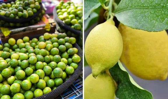 ¡También va en incremento! Precio de la lima se eleva tras ser usada como alternativa del limón