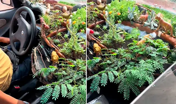 ¡Solo pasa en Perú! Taxista sorprende con peculiar ‘jardín’ dentro de su auto: “El verdadero oxígeno”