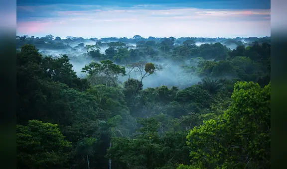 Bosques de Sudamérica pierden su capacidad de absorber CO2 por el fenómeno El Niño