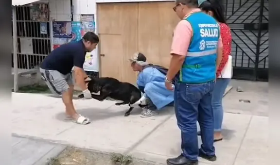 Perrito queda grave tras ser atacado con agua hirviendo en Nuevo Chimbote