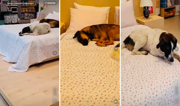 Perritos callejeros se meten a local de venta de colchones y duermen plácidamente sobre una cama