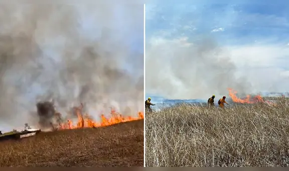 ¡Daño irreparable en el lago Titicaca! Voraz incendio arrasó con 2.150 hectáreas de totorales