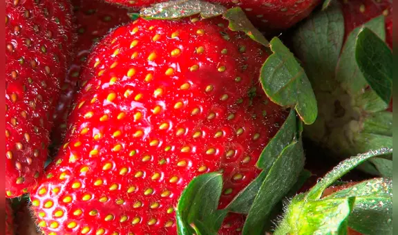 ¿Sabías que los puntos de las fresas no son semillas? Conoce para qué sirven