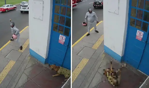 Callao: sujeto arroja piedra a perro que descansaba en caseta de serenazgo y le provoca un desmayo