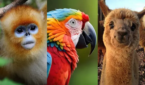 ¿Cuál es el animal más bonito del mundo según la inteligencia artificial?