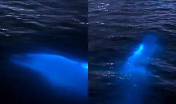 Captan en video a un delfín 'bioluminiscente' en el mar de Florida