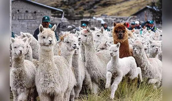 Alpacas mueren por falta de alimento y agua ante sequía en Puno