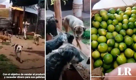 Donan caja de limones para ayudar a albergue de perritos en Cusco: “Hermoso gesto”