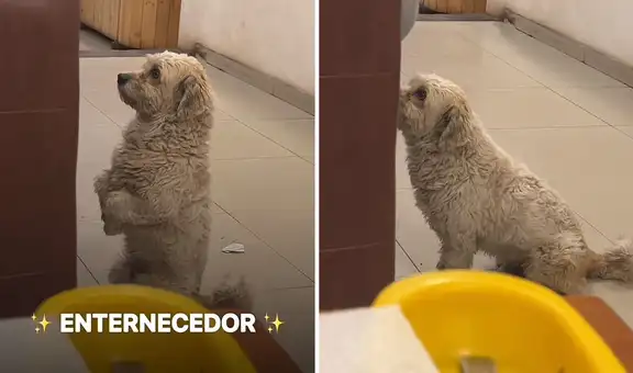 "Tan lindo y respetuoso": perrito en Cusco pide comida en restaurante y las redes se 'derriten'