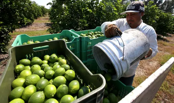 ¿Cómo salvamos al limón?