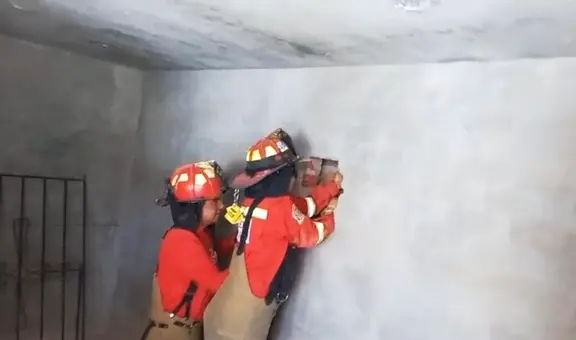 Bomberos rescatan a gatita que estuvo atrapada 20 horas entre dos viviendas de Arequipa