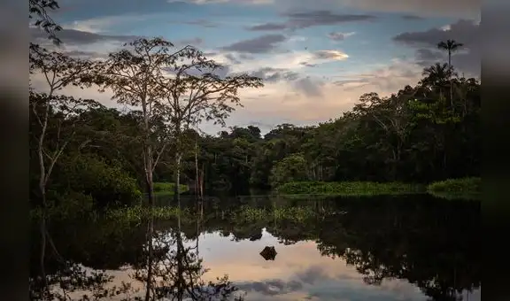 WWF celebra acuerdo de canje de deuda entre EE. UU. y Perú por más de $19 millones para conservar la Amazonía peruana