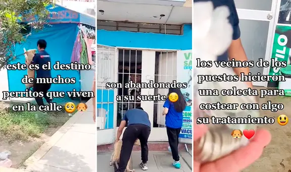 Veterinarios rescatan a perrito atropellado y vecinos de SJL hacen colecta para tratamiento: “Aplausos”