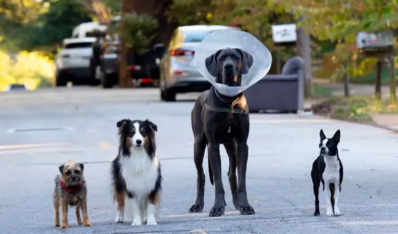 ‘Hijos de perra’, reparto: ¿qué actores prestaron su voz para la película protagonizada por perros?