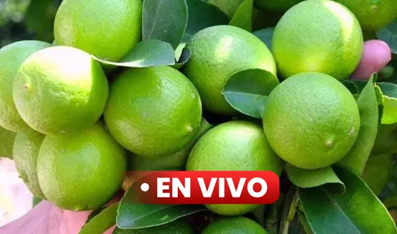 Precio del limón HOY viernes 15 de setiembre: cuánto cuesta el kilo en Lima y regiones del Perú