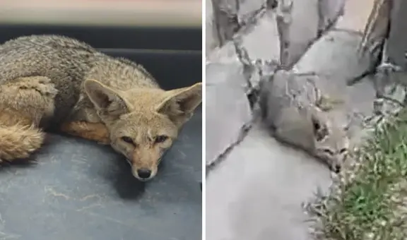 Serfor rescató a 'Run Run tacneño': zorro tiene signos de domesticación y maltrato
