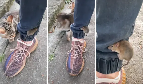 Astuto ratoncito se esconde en pliegue de pantalón de joven para evitar ser atrapado por un gato