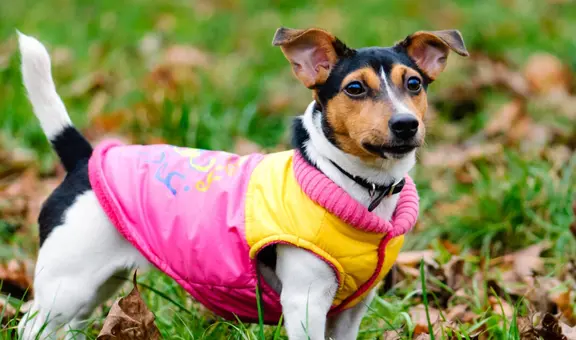 ¿Deberías vestir a tu perro en invierno? Una veterinaria responde