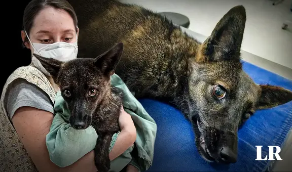 Descubren en Brasil un híbrido perro-zorro por primera vez en el mundo