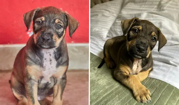 Animalista busca adopción para perrita que fue arrojada de un carro en movimiento en el Callao