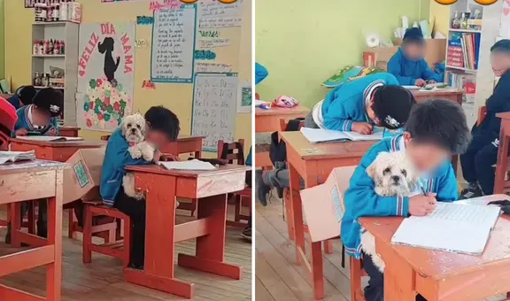 Docente conmueve al permitir que alumno haga clases con su perrito: "Sé cuánto te estás esforzando"