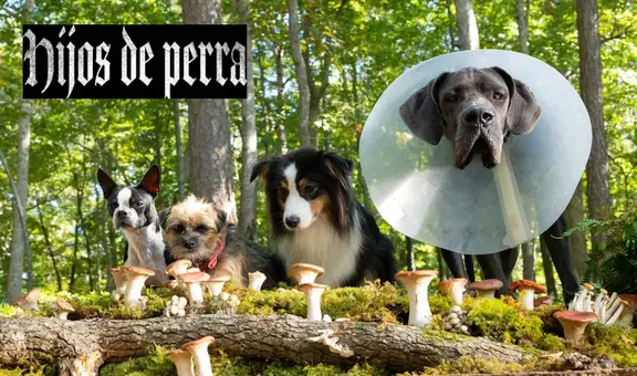 VER 'Hijos de perra' (2023), película completa en español latino [ONLINE GRATIS]