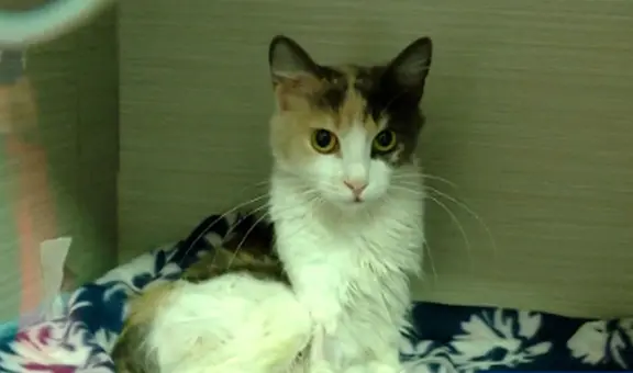 Cercado de Lima: gatita arrojada desde el piso 13 de edificio se recupera y busca hogar