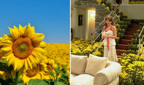 ¿Por qué se regalan flores amarillas el 21 de setiembre y cuál es su relación con 'Floricienta'?