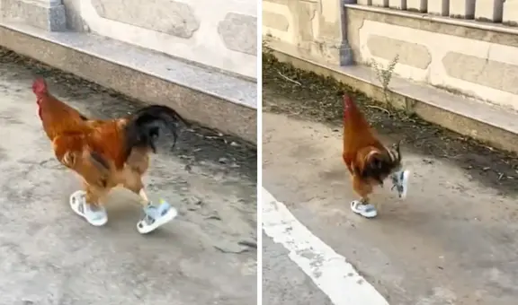 Gallo que corre con sandalias en plena calle se vuelve VIRAL y en REDES reaccionan: “Tierno y cool”