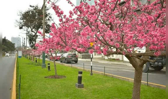 Primavera en Lima 2023: ¿cómo será el clima en esta nueva estación? Esto informa Senamhi