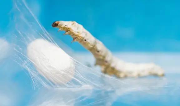 Científicos chinos crean gusanos mutantes capaces de producir seda de araña ultrarresistente