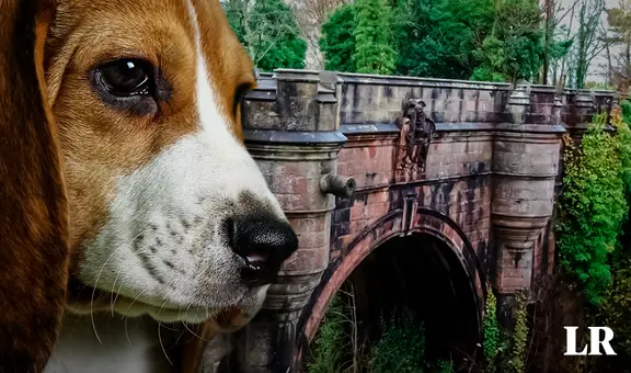 El misterio del Puente Overtoun: ¿por qué cientos de perros se quitan la vida en este lugar?