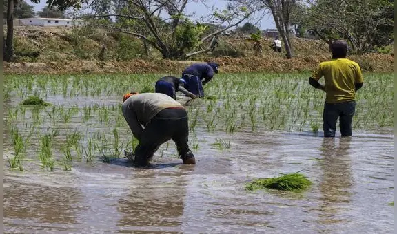 Recomiendan reducir 30% de cultivos por falta de agua en Arequipa