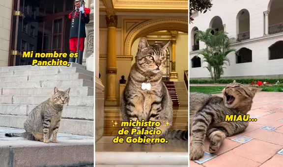 Gato adoptado por el Palacio de Gobierno del Perú causa sensación en redes: "Panchito, el nuevo michistro"