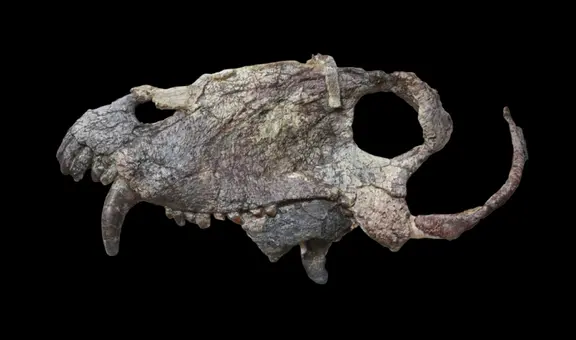 Descubren el cráneo de un temible depredador que vivió mucho antes de los dinosaurios