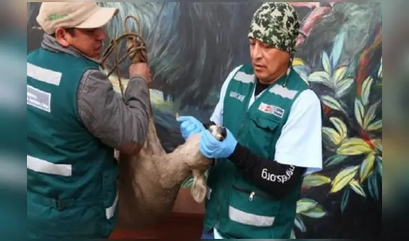 Veterinario rescató a venada en gestación, que era atacada por perros en Huancayo