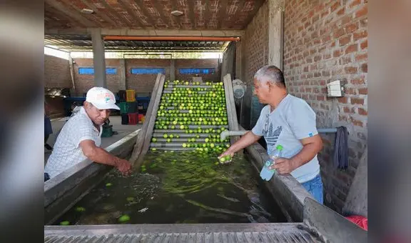 Producción del limón sigue en situación crítica y peligra por plaga del dragón amarillo