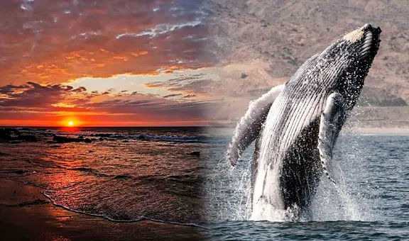 Perú tendría nueva reserva nacional en el norte: ¿dónde quedaría y qué impacto tendría?