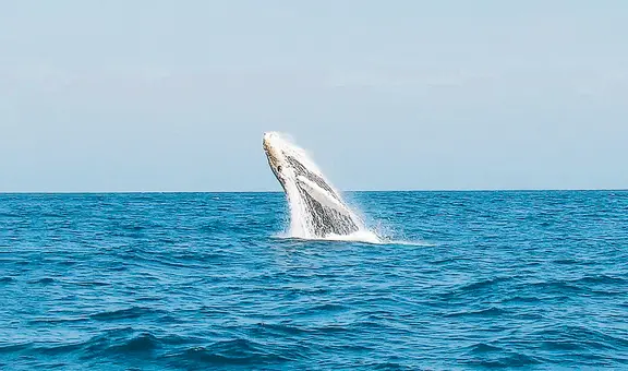 Reserva Nacional Mar Tropical de Grau: prepublican decreto que crea nueva área protegida