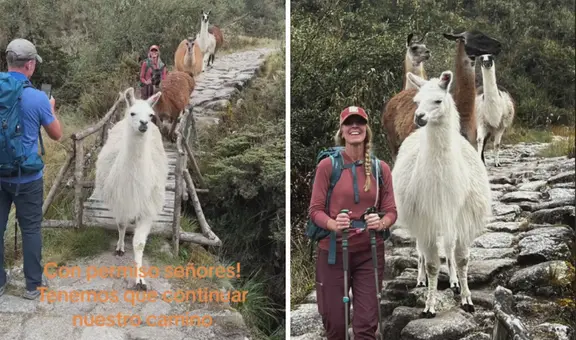 Extranjeros se cruzan con manada de llamas camino a Machu Picchu y causan furor: "Con permiso"