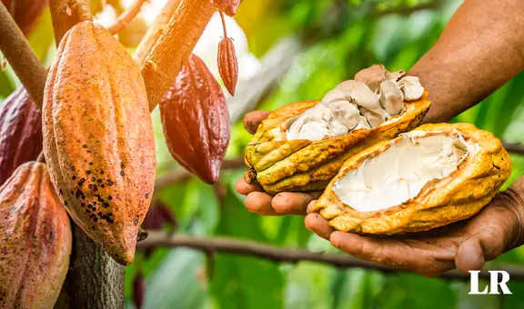 Día del Cacao y Chocolate, este 1 de octubre: ¿cuáles son regiones productoras del Perú?