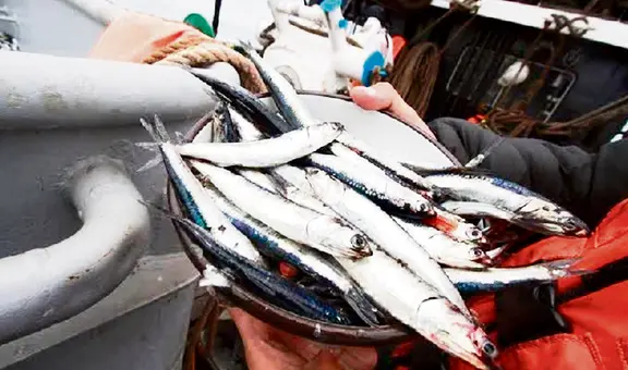Segunda temporada de pesca de anchoveta aún es incierta
