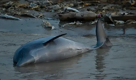 Hallan 110 delfines muertos en lago de la Amazonía brasileña: se elevó el riesgo de extinción