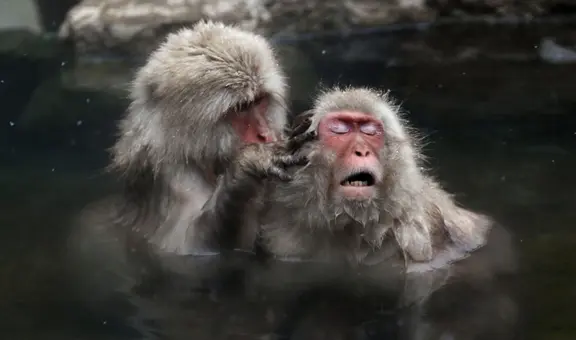 Estudio revela que el comportamiento homosexual en los mamíferos tiene una ventaja evolutiva