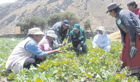 Fondo de hasta S/10 millones para indemnizar a agricultores