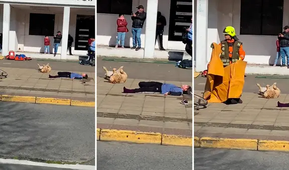 Perrito se hace el muerto durante simulacro de choque y usuarios reaccionan: “Un Oscar para Firulais”