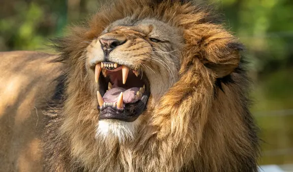 Hay un depredador en África cuya voz asusta más que los gruñidos de un león