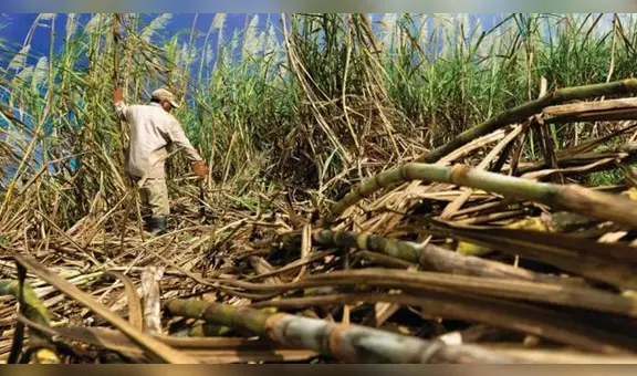 FAO: precio de los alimentos mundiales se mantuvo estable en septiembre