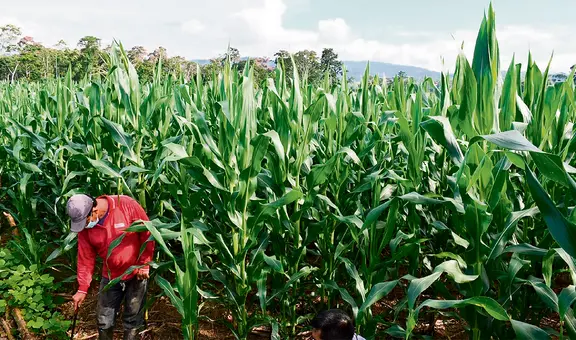 Precios globales del azúcar y maíz repuntaron